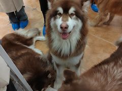 -Let's go狗咖·猫咖·奶狗·桌游(春熙路IFS店)