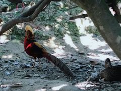 -泉州海丝野生动物世界