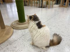 -喵园·猫主题咖啡厅·撸猫·猫咖(国贸店)