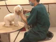 -艾贝尔宠物医院·24H转诊中心·肿瘤猫专科(江宁双龙店)