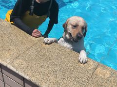 -趣玩宠物乐园寄养训犬训狗游泳池