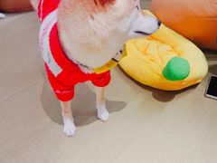 -逗柴咖啡屋·狗咖猫咖宠物桌游