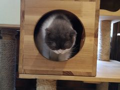 -more than meow吴止猫主题餐厅(承德 中船汇店)