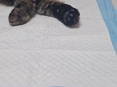 -宠颐生汉谟拉比宠物医院