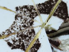 -皇家美孚(海云庵店)