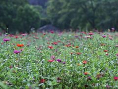 -上海佘山国家森林公园天马山园