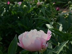 -石家庄市植物园