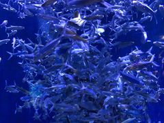 -成都浩海立方海洋公园