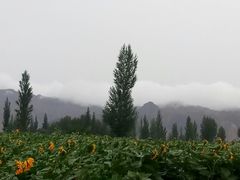 -清真·伊清阁餐厅
