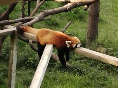 -西霞口神雕山野生动物世界