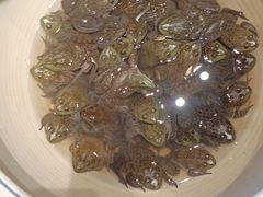 腊八蒜鸡爪-鸽子窝(黄村店)