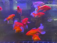 -来小酌·长安酒家(翠庭大厦店)