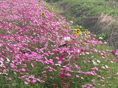 -径山花海