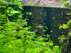 -迪拜水族馆及水下动物园