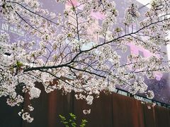 -龙美术馆(西岸馆)