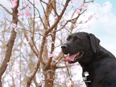 -超宠爱宠物摄影-Super pet