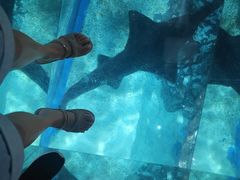-暹罗海洋世界