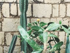 -莫催咖啡