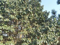 -南京市无想山景区