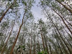 -合肥滨湖国家森林公园