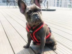 -百好乐宠物友好餐厅(朝外大街店)