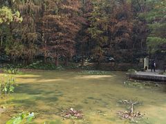-深圳仙湖植物园