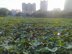-荔湾湖公园