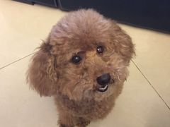 -严国平动物医院(德政总院)