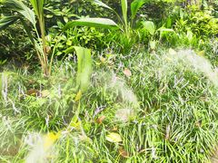 -成都市活水公园