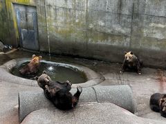 -东方熊牧场