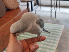 -吉丁鸟咖·异宠·寄养