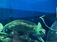 -上海大自然野生昆虫馆(东方明珠·爬宠昆虫探索中心)