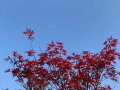 -广州市帽峰山景区