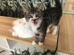 -平行世界·猫咖(首经贸店)