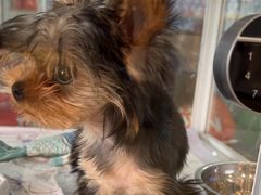 -翊宠yipet猫狗购宠庄园犬舍•猫舍