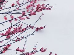 -八大山人梅湖景区