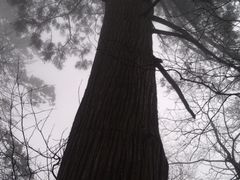 -东天目山风景区