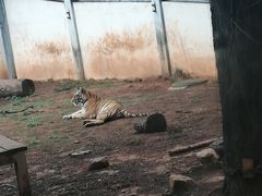 -昆明动物园