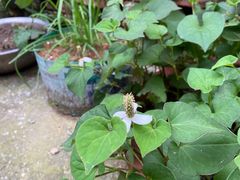 -白沙农贸综合市场