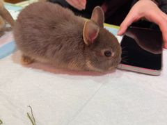 -宠物兔专门店(天丰利市场店)