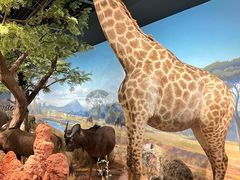 -陕西自然博物馆