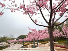 -新江湾城公园