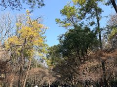 -灵顺寺