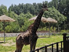 -北京野生动物园