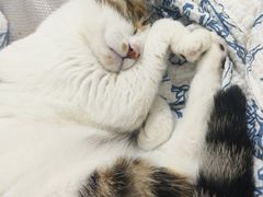 -嘉馨宠物医院·CT影像转诊·心脏科·犬猫全科诊疗中心(下沙大学城院区)