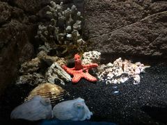 -悉尼海洋生物水族馆