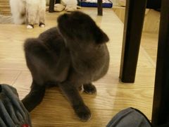 -萌喵宠狗爱心宠咖