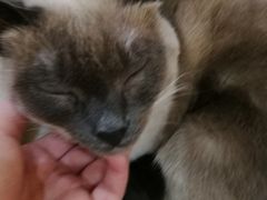 -滚猫咖啡·猫咖·猫友好撸猫(未来城店)