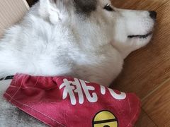 桃心-Husky Go! 哈士奇体验馆·宠物咖啡厅狗咖