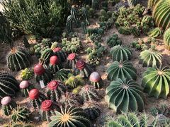 -深圳仙湖植物园